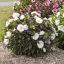 Hibiscus SUMMERIFIC 'Cookies and Cream'