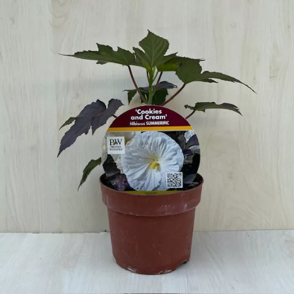 Hibiscus SUMMERIFIC 'Cookies and Cream'