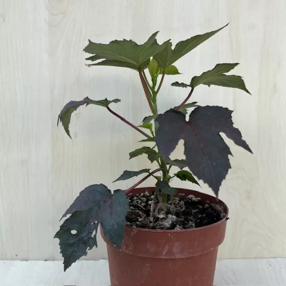 Hibiscus SUMMERIFIC 'Cookies and Cream'