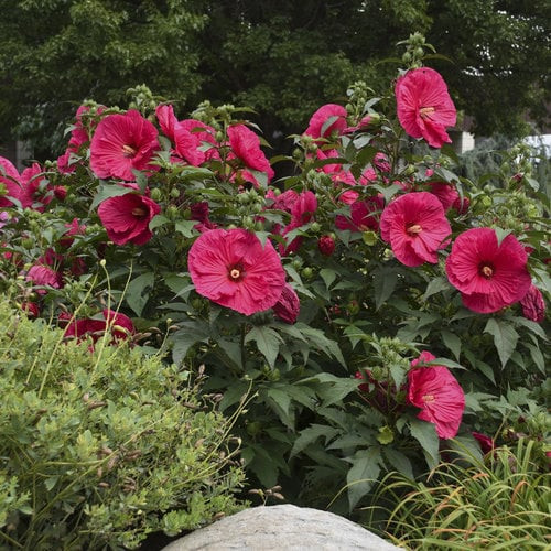 Hibiscus SUMMERIFIC 'Summer in Paradise'