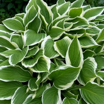 Hosta undulata 'Mediovariegata'