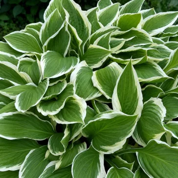 Hosta undulata 'Mediovariegata'