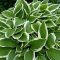 Hosta undulata 'Mediovariegata'