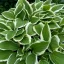 Hosta undulata 'Mediovariegata'