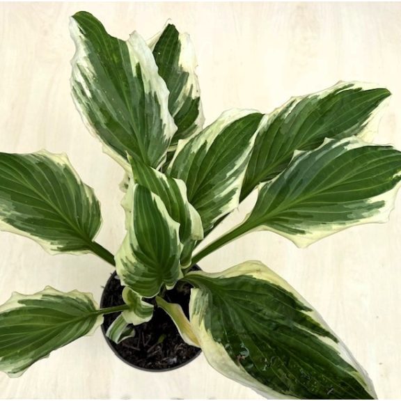 Hosta undulata 'Mediovariegata'