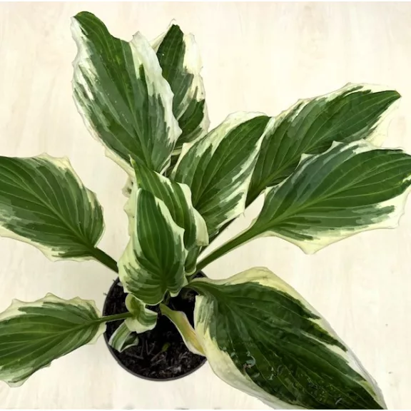 Hosta undulata 'Mediovariegata' Hosta undulata 'Mediovariegata'