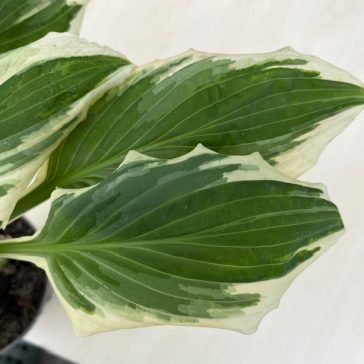 Hosta undulata 'Mediovariegata'