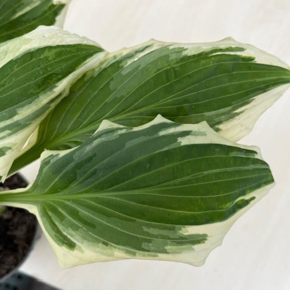 Hosta undulata 'Mediovariegata'