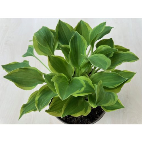 Hosta 'Golden Tiara'
