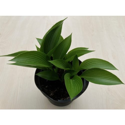 Hosta lancifolia
