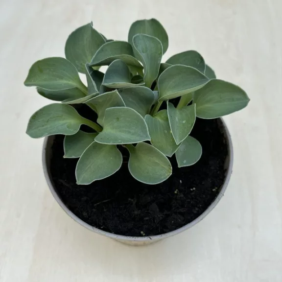 Hosta 'Blue Mouse Ears' Hosta 'Blue Mouse Ears'