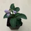 Hosta 'Blue Mouse Ears'