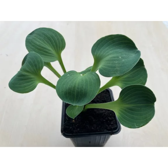 Hosta 'Blue Mouse Ears'