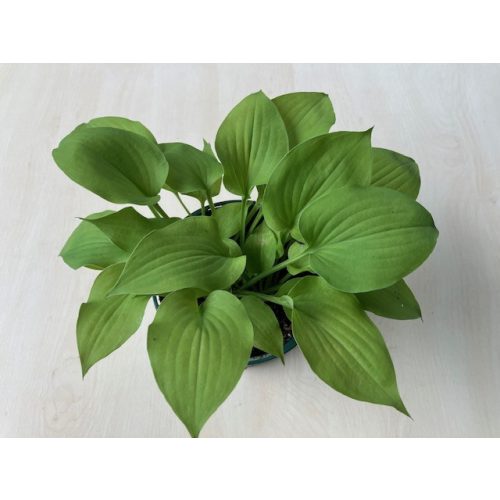 Hosta