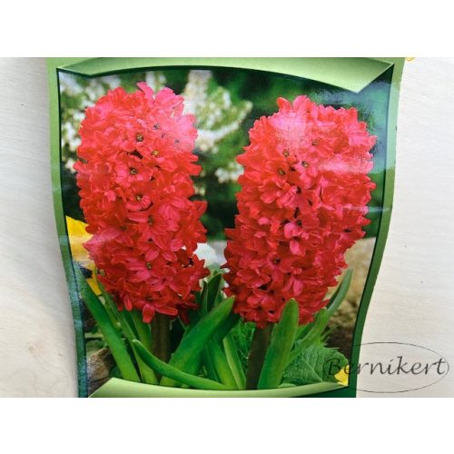Hyacinthus orientalis - červenoružová