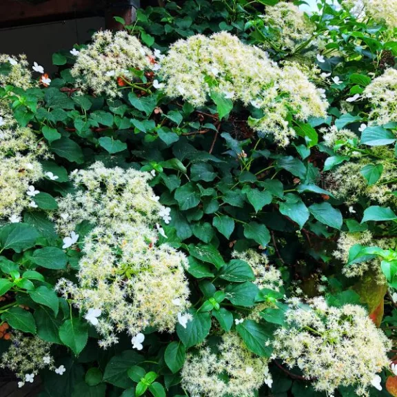 Hydrangea anomala subsp. petiolaris Hydrangea anomala subsp. petiolaris