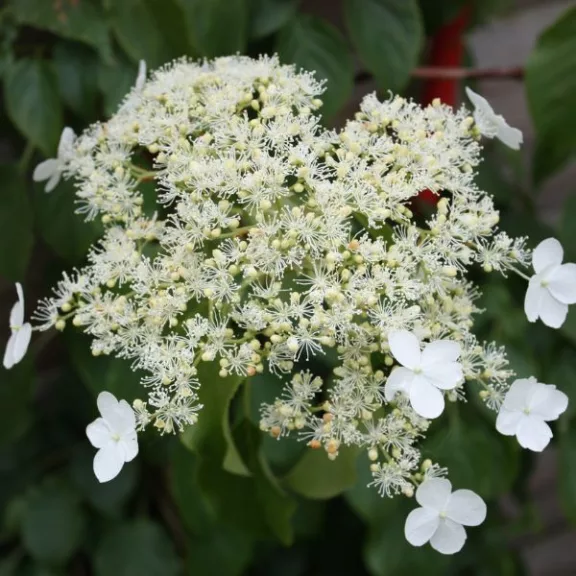 Hydrangea anomala subsp. petiolaris Hydrangea anomala subsp. petiolaris