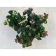 Corokia cotoneaster 