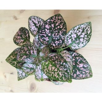 Podrostovka - ružová