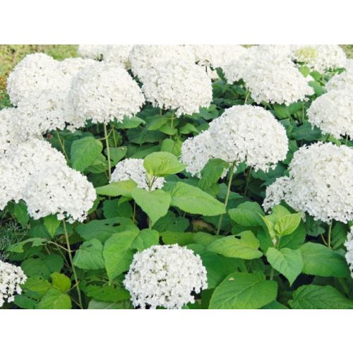 Hydrangea arborescens 'Annabelle'