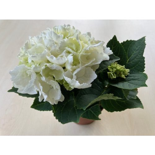 Hydrangea Macrophylla 'Schneeball'