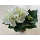 Hydrangea Macrophylla 'Schneeball'