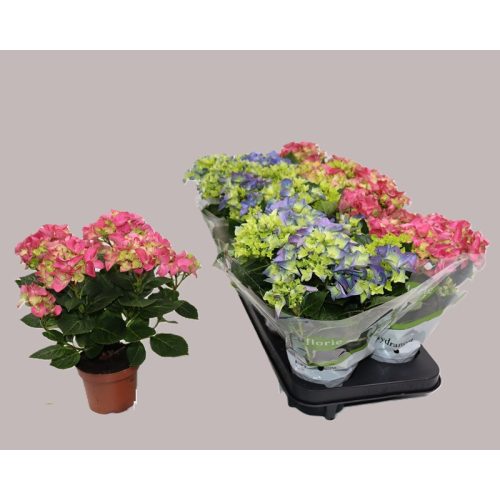 Hydrangea Macrophylla 