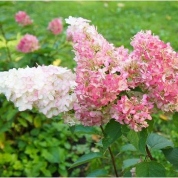 Hydrangea paniculata 'Vanille Fraise'