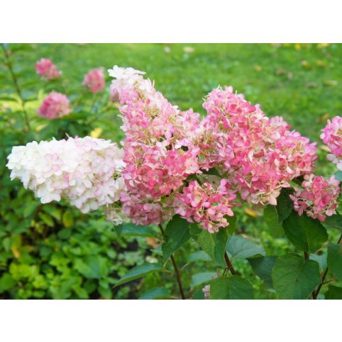 Hydrangea paniculata 'Vanille Fraise'