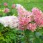 Hydrangea paniculata 'Vanille Fraise'