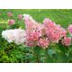Hydrangea paniculata 'Vanille Fraise'