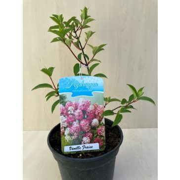 Hydrangea paniculata 'Vanille Fraise'