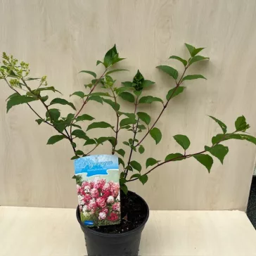 Hydrangea paniculata 'Vanille Fraise'