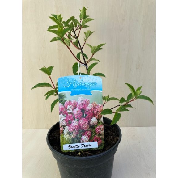 Hydrangea paniculata 'Vanille Fraise'
