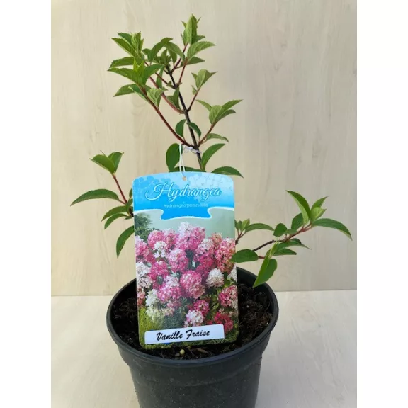 Hydrangea paniculata 'Vanille Fraise'