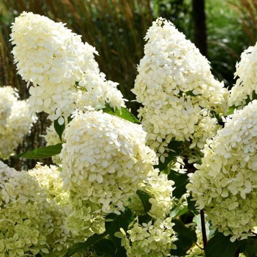 Hydrangea paniculata 'Limelight'
