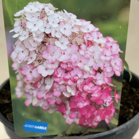 Hydrangea paniculata Hydrangea paniculata