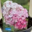 Hydrangea paniculata 