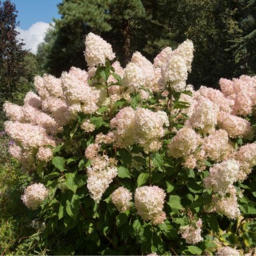 Hydrangea paniculata 'Phantom'
