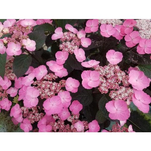 Hydrangea serrata 'Daredevil'
