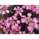 Hydrangea serrata 'Daredevil'