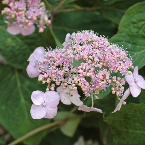 Hydrangea serrata 'Preziosa'