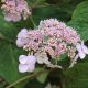 Hydrangea serrata 'Preziosa'