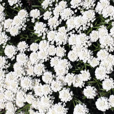 Iberis sempervirens