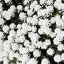 Iberis sempervirens