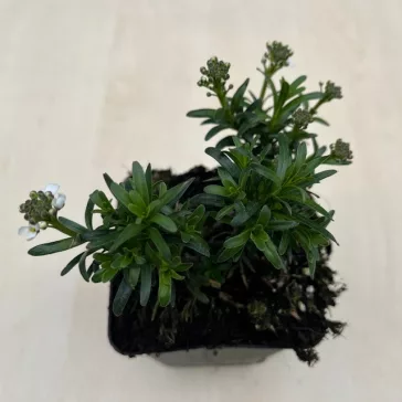 Iberis sempervirens