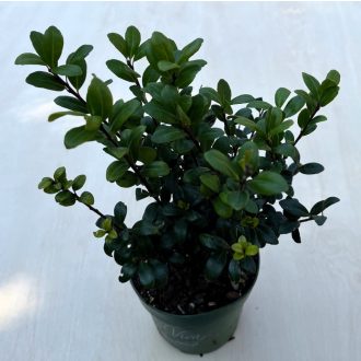 Ilex crenata 'Jenny'