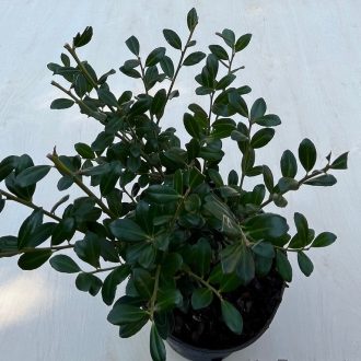 Ilex crenata 