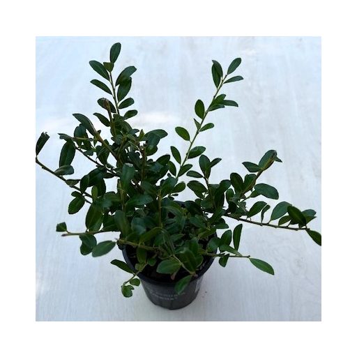 Ilex crenata 