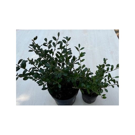 Ilex crenata 